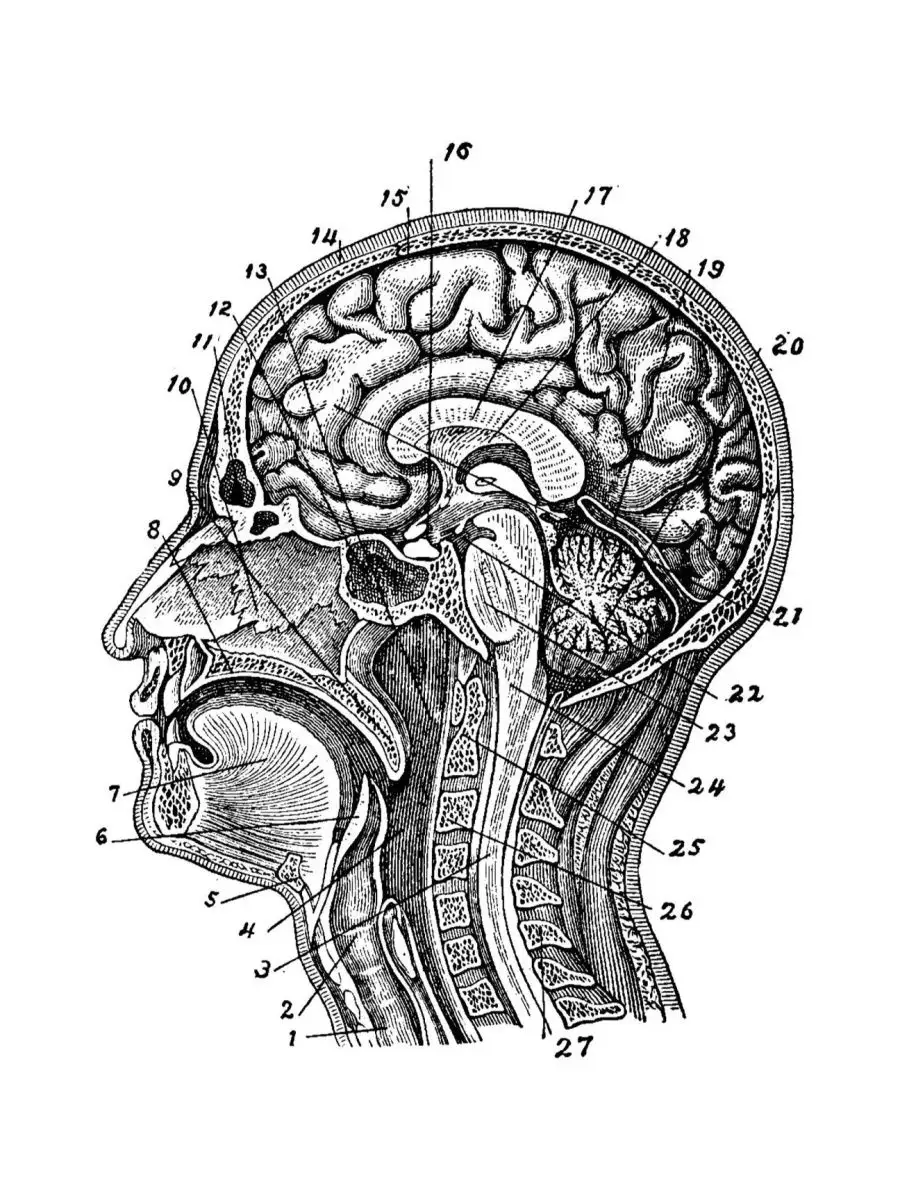 ПростоПостер Постер / Плакат / Картина Анатомия Головного Мозга