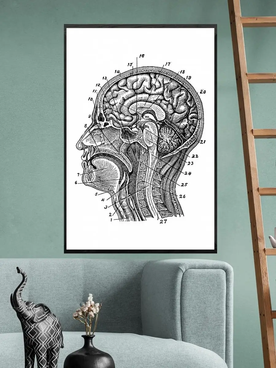 ПростоПостер Постер / Плакат / Картина Анатомия Головного Мозга