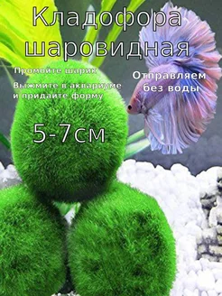 Кладофора 5-7см Маримо Декор для аквариума Aqua_Plants 106785897 купить за 295 ₽ в интернет-магазине Wildberries