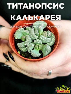 Титанопсис Калькарея (Titanopsis Calcarea) D5см Exotica 108017558 купить за 764 ₽ в интернет-магазине Wildberries