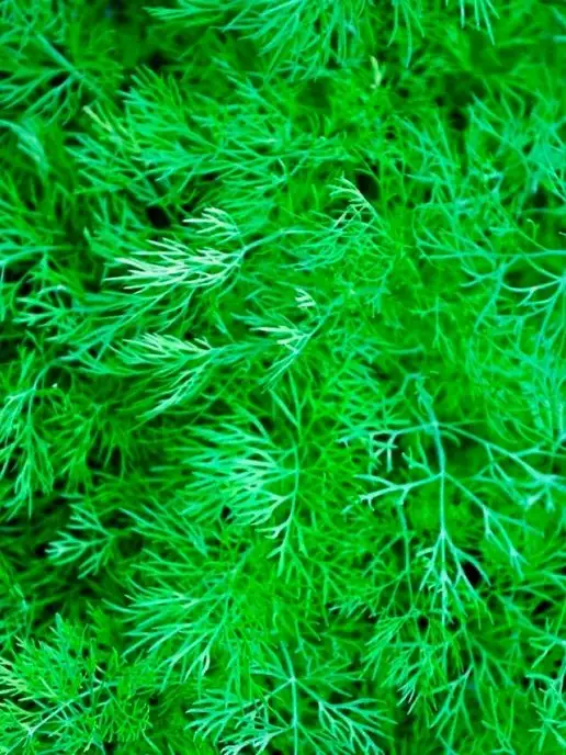 Семена Алтая Семена Укропа Кибрай Зелень для посадки, зеленый, фото 2
