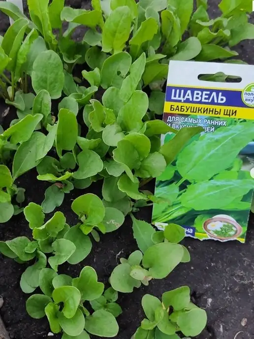 Семена Алтая Семена Щавеля Бабушкины Щи, вариант, фото 2