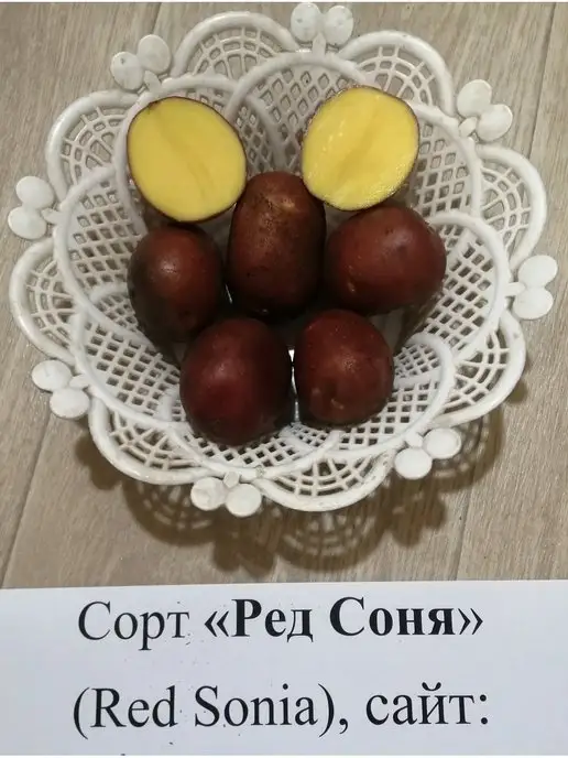 АЛГОР-ЭКОПРОДУКТ Картофель Ред Соня, вариант