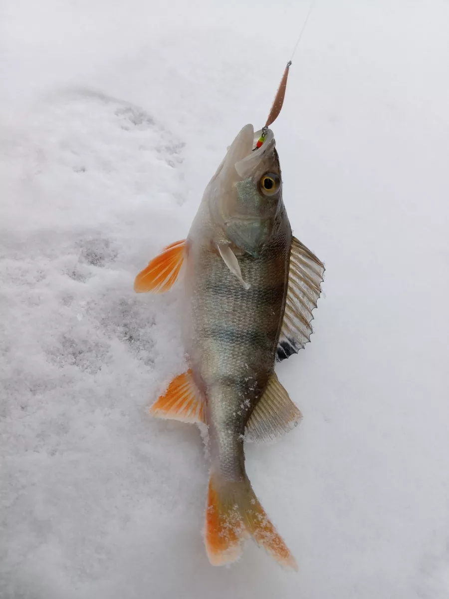 Блесны для зимней рыбалки - купить зимние блесны по лучшей цене в каталоге - Ukesa
