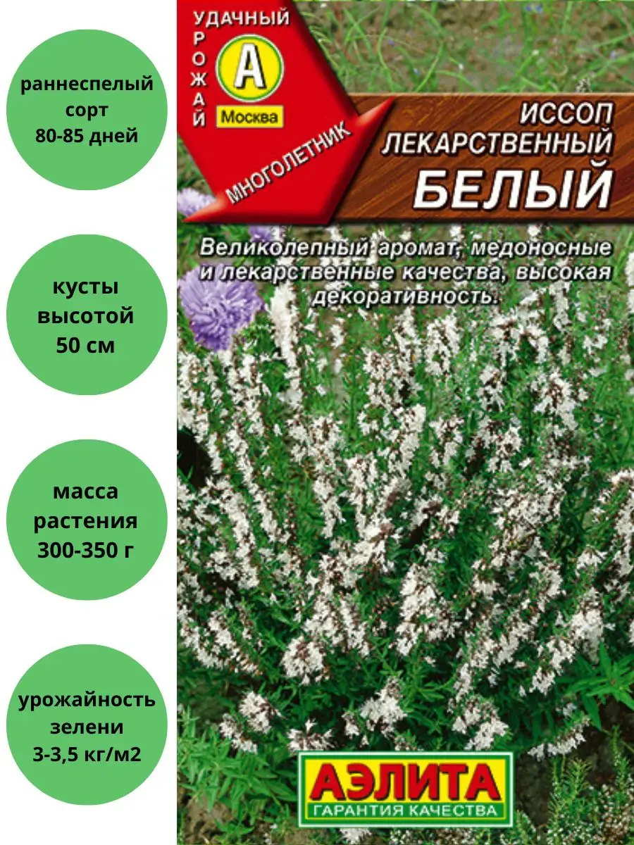 Иссоп белый лекарственный