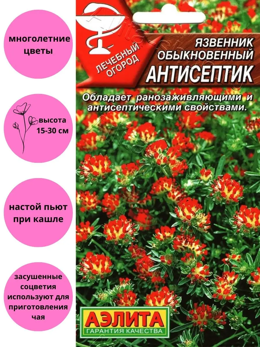 Язвенник Антисептик