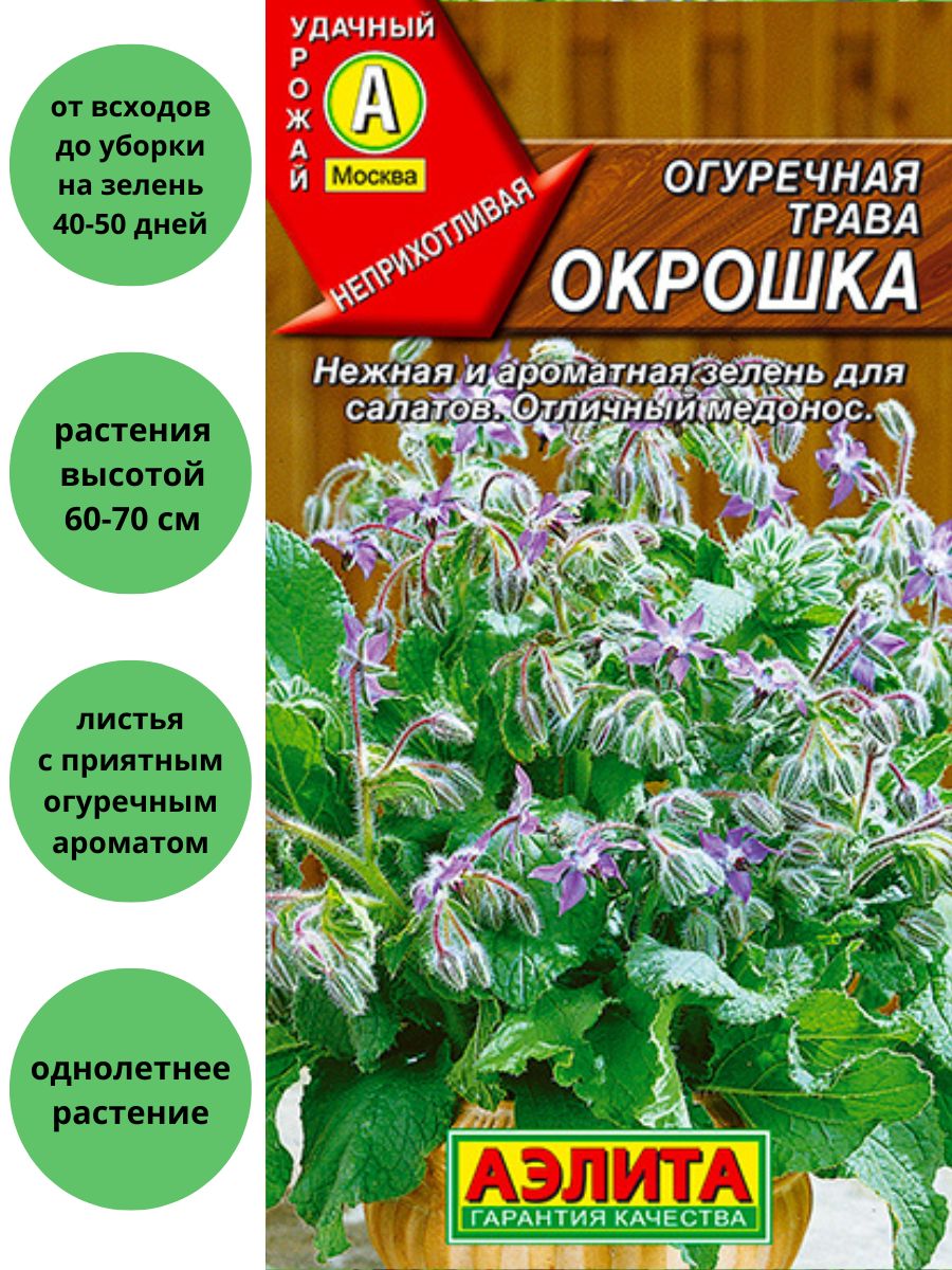 Огуречная трава сканворд. Огуречная трава. Огуречная трава бораго Белоснежка. Огуречная трава окрошка. Огуречная трава Гном.