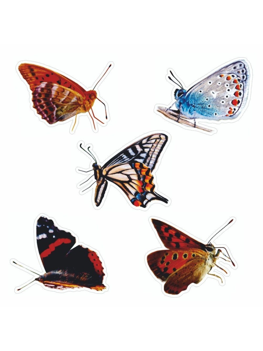 Сложенные крылья бабочки. Бабочка сложила Крылья. Наклейки "бабочки". Наклейки бабочки и птички. Алфавит на крыльях бабочек.